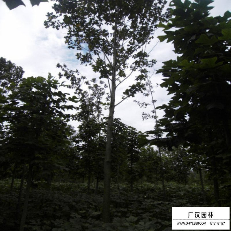 沭陽馬褂木基地