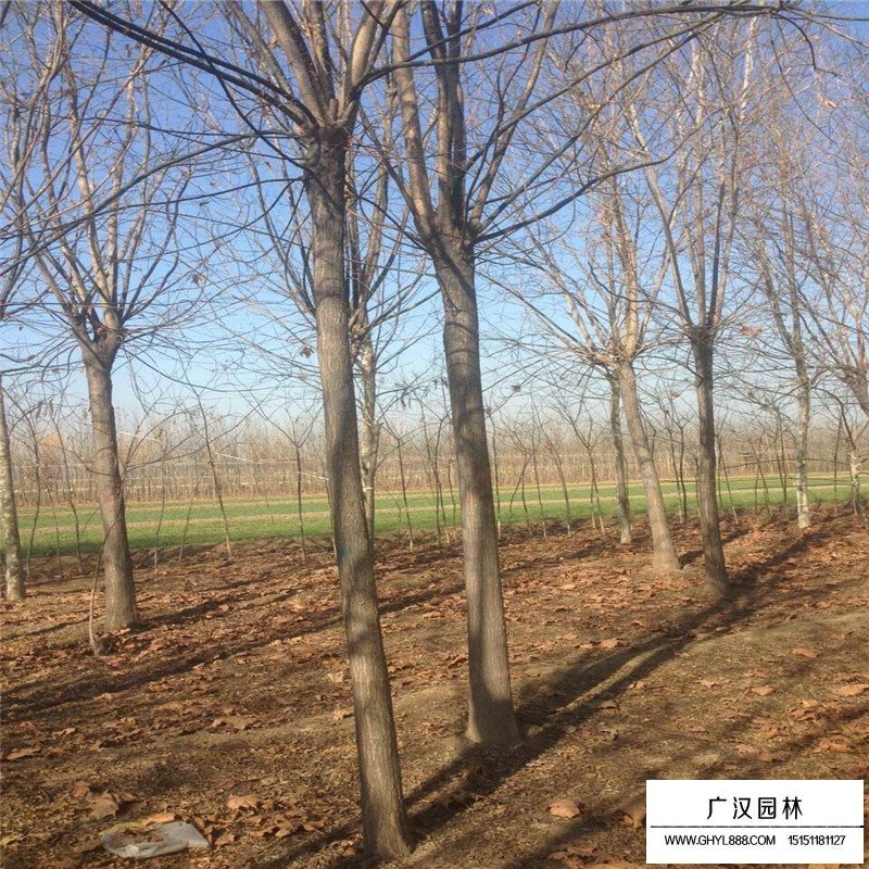 金葉國槐基地
