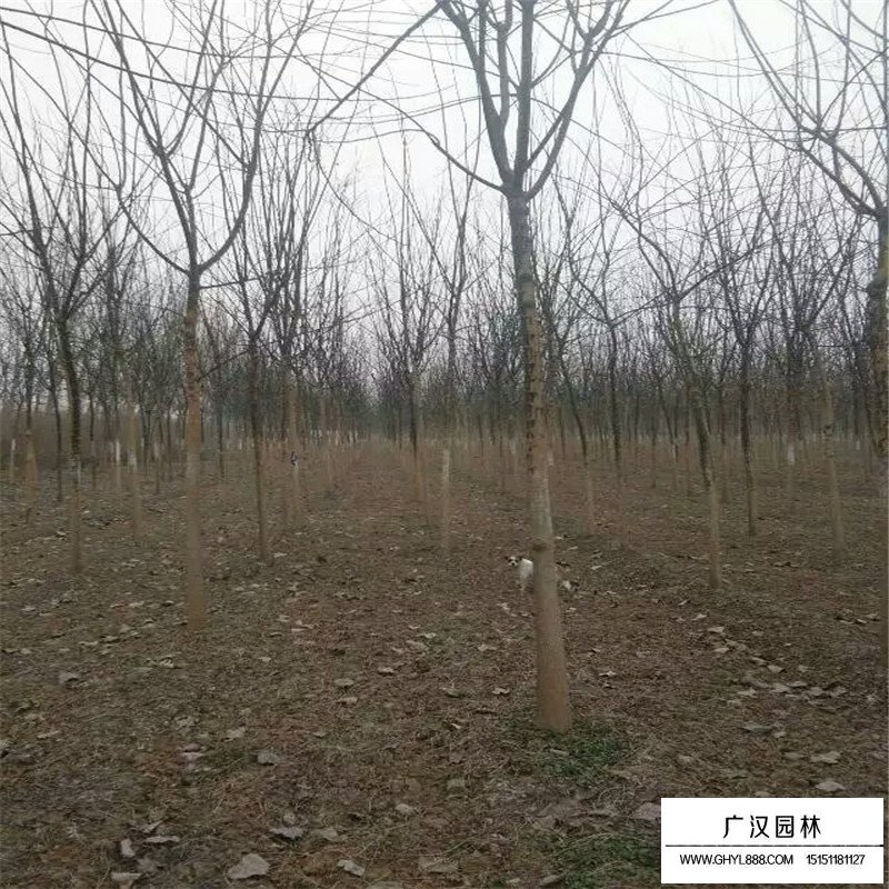 金葉國槐基地