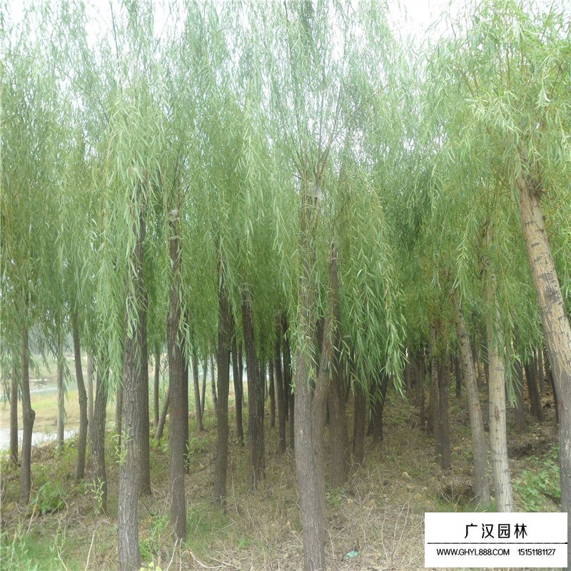 饅頭柳基地