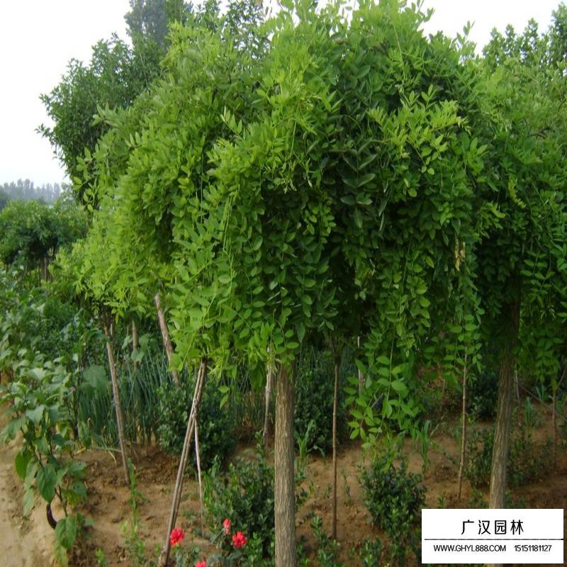 沭陽龍爪槐基地