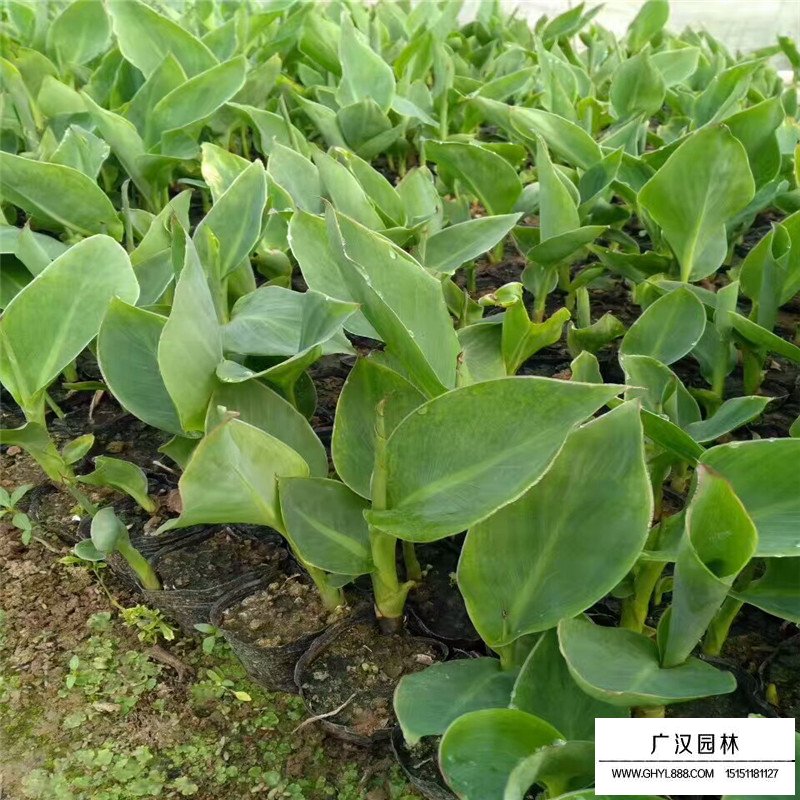 沭陽美人蕉基地