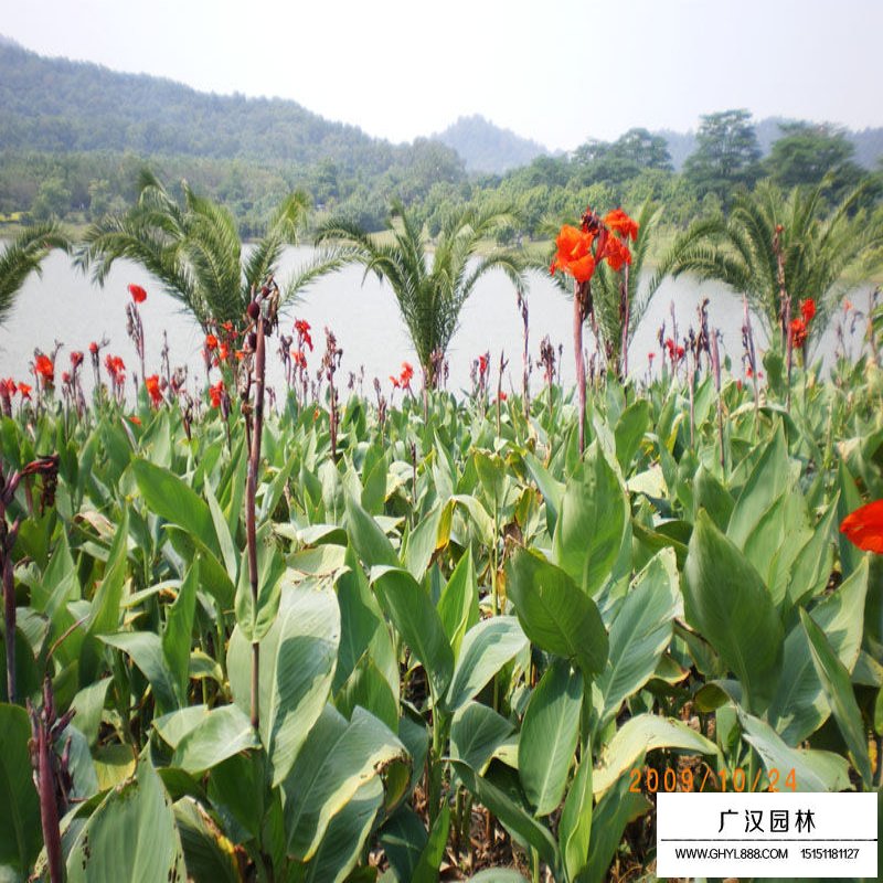 沭陽美人蕉基地