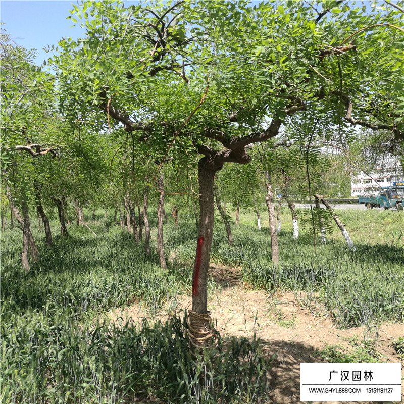 沭陽龍爪槐基地