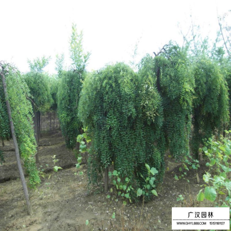 沭陽龍爪槐基地