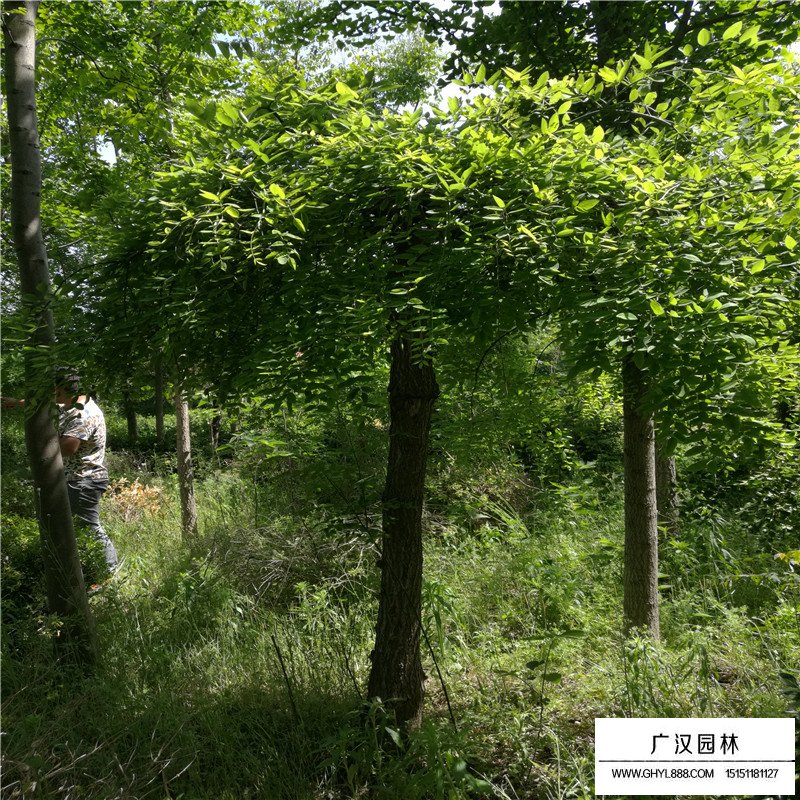沭陽龍爪槐基地