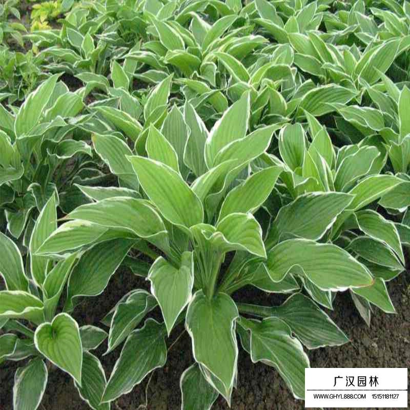 金邊玉簪價格