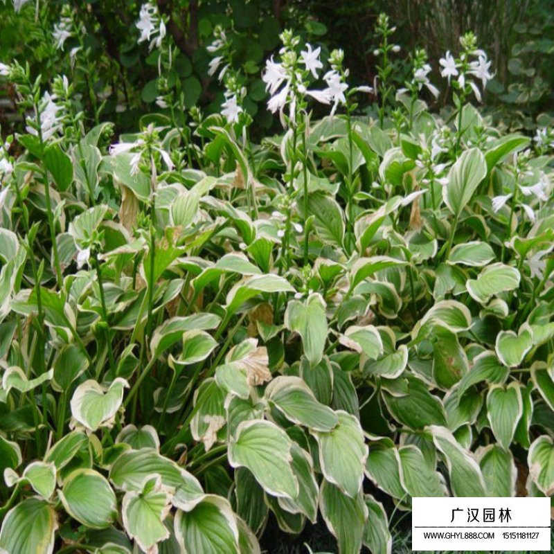 金邊玉簪價格