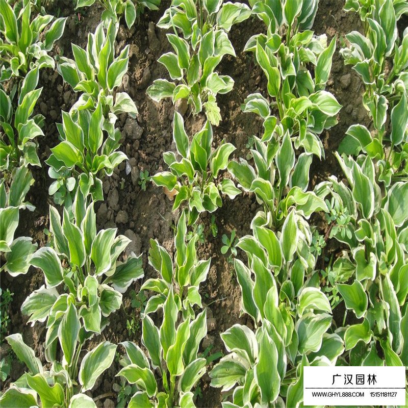 金邊玉簪價格