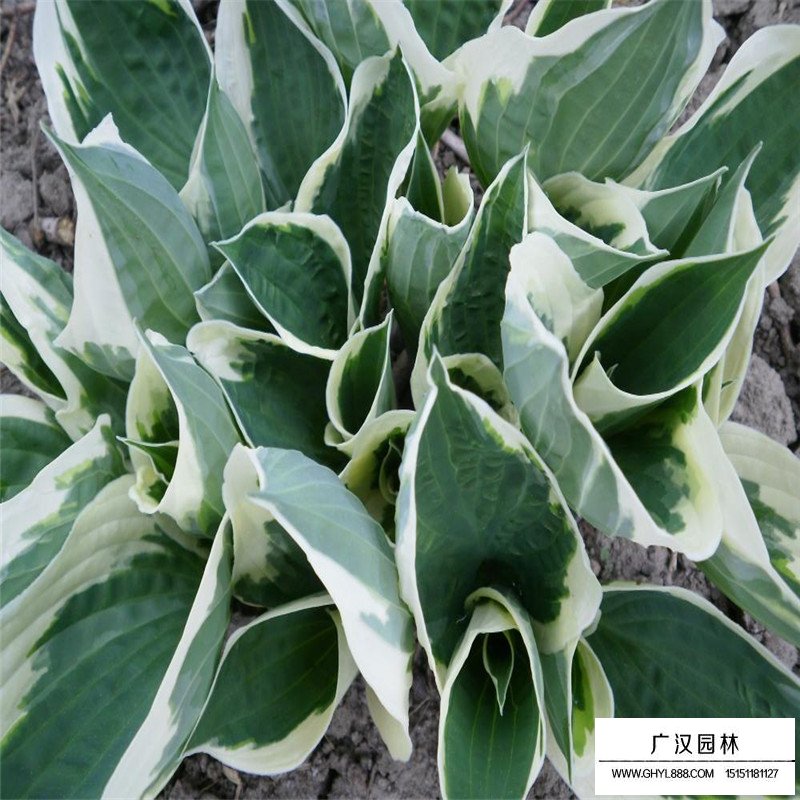 金邊玉簪價格