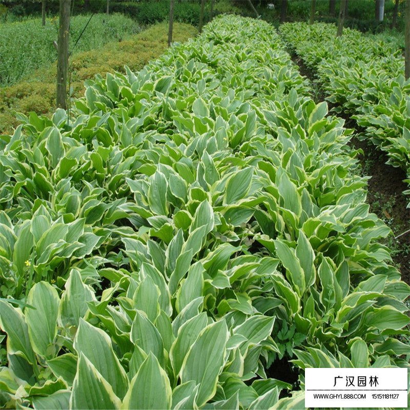 金邊玉簪價格