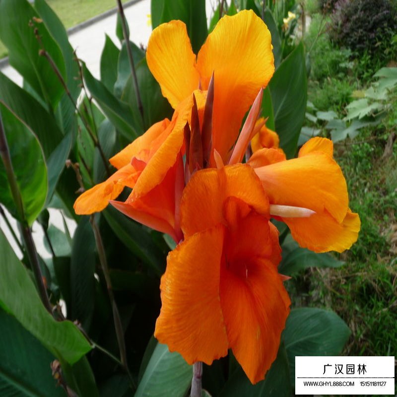 沭陽美人蕉基地