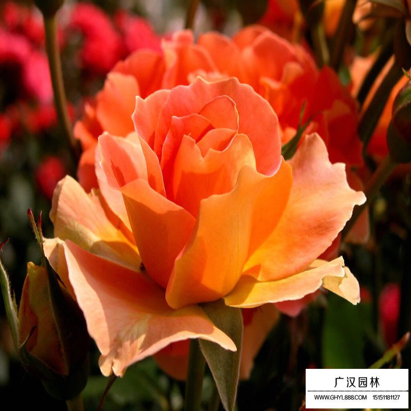 沭陽薔薇價格