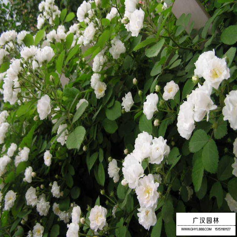 沭陽薔薇價格