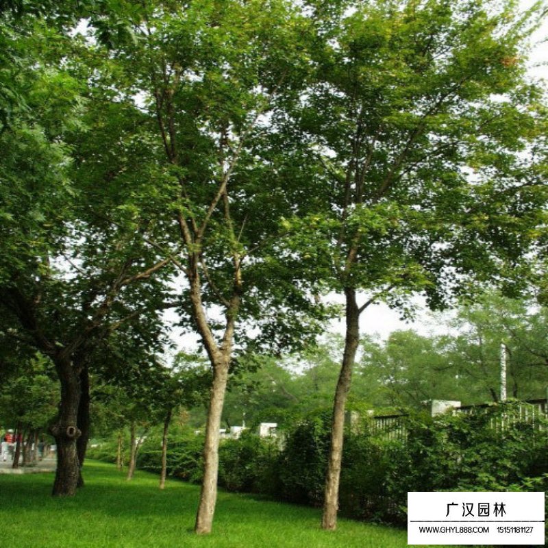 沭陽三角楓基地