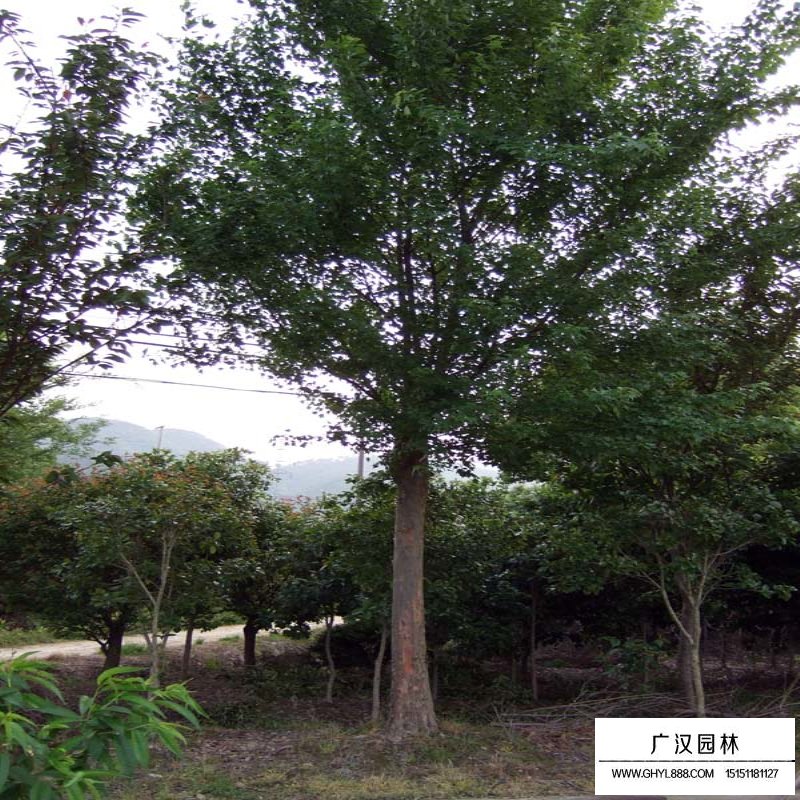 沭陽三角楓基地