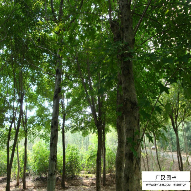 沭陽三角楓基地