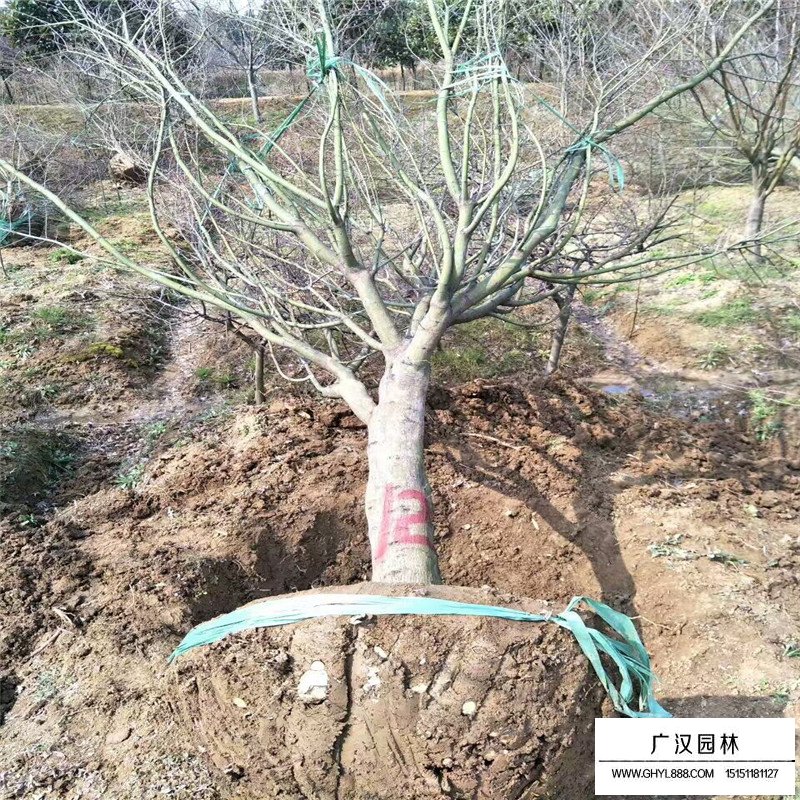 日本紅楓價格