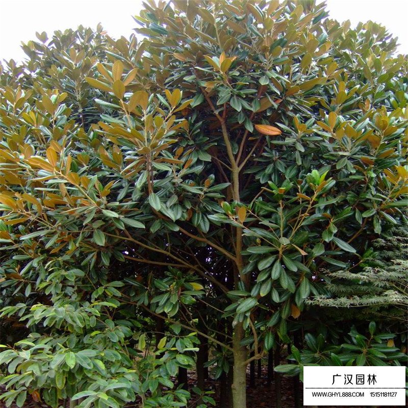廣玉蘭沭陽基地