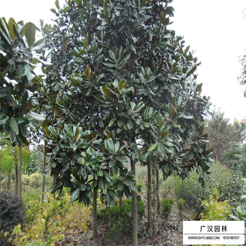 廣玉蘭沭陽基地