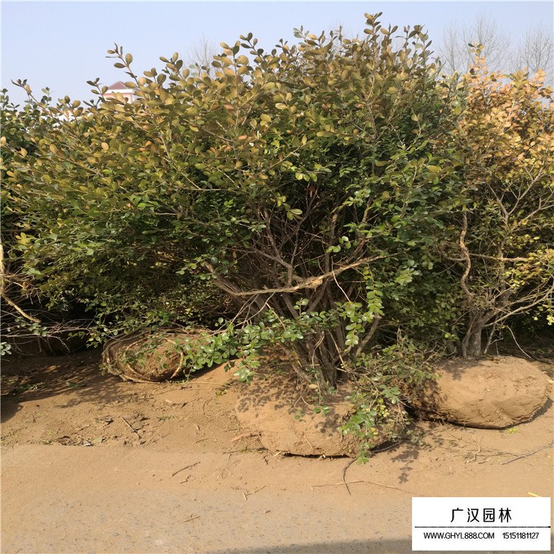 瓜子黃楊基地