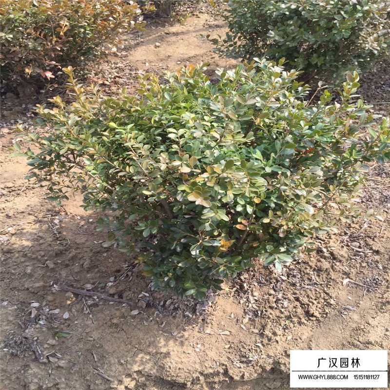 瓜子黃楊基地