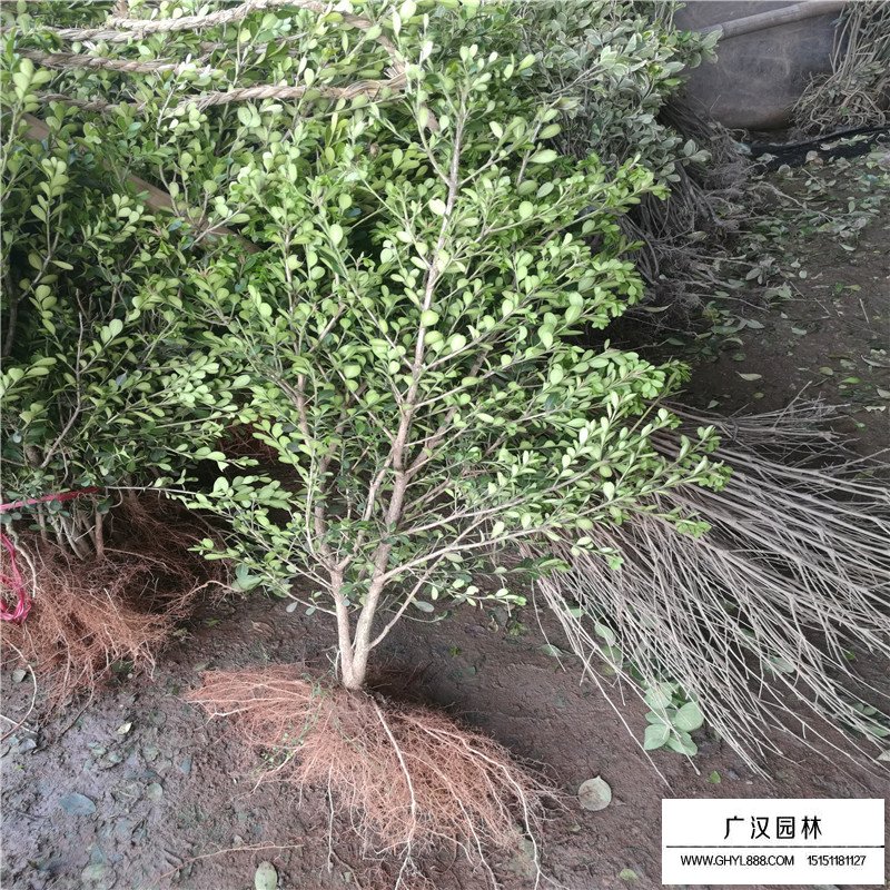 瓜子黃楊基地