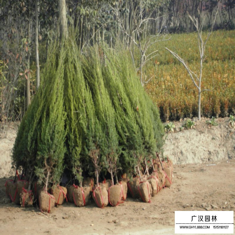 蜀檜產地