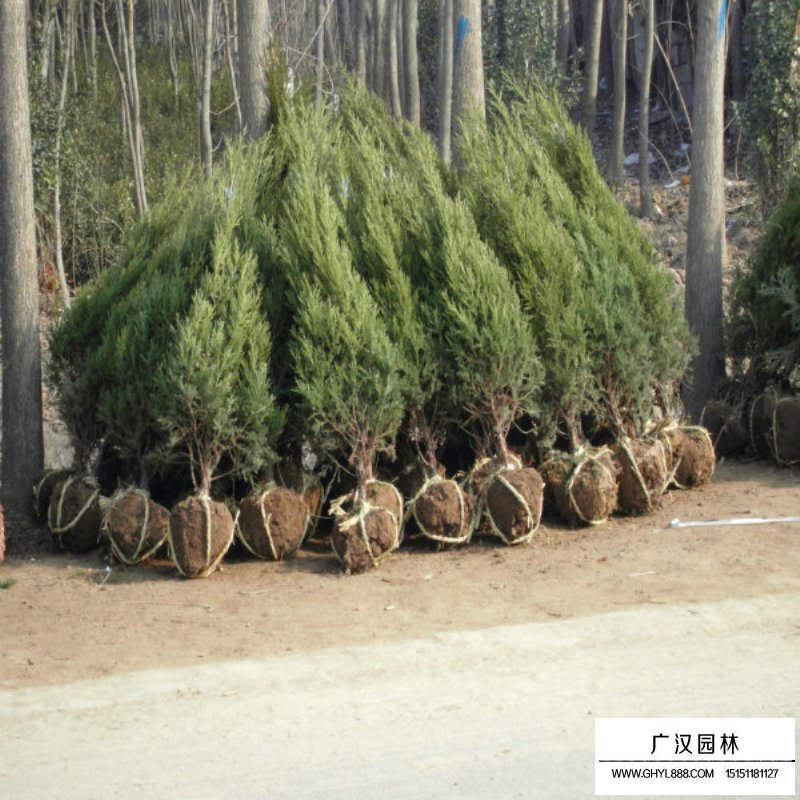蜀檜產地