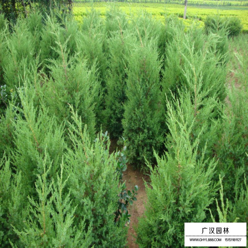蜀檜產地