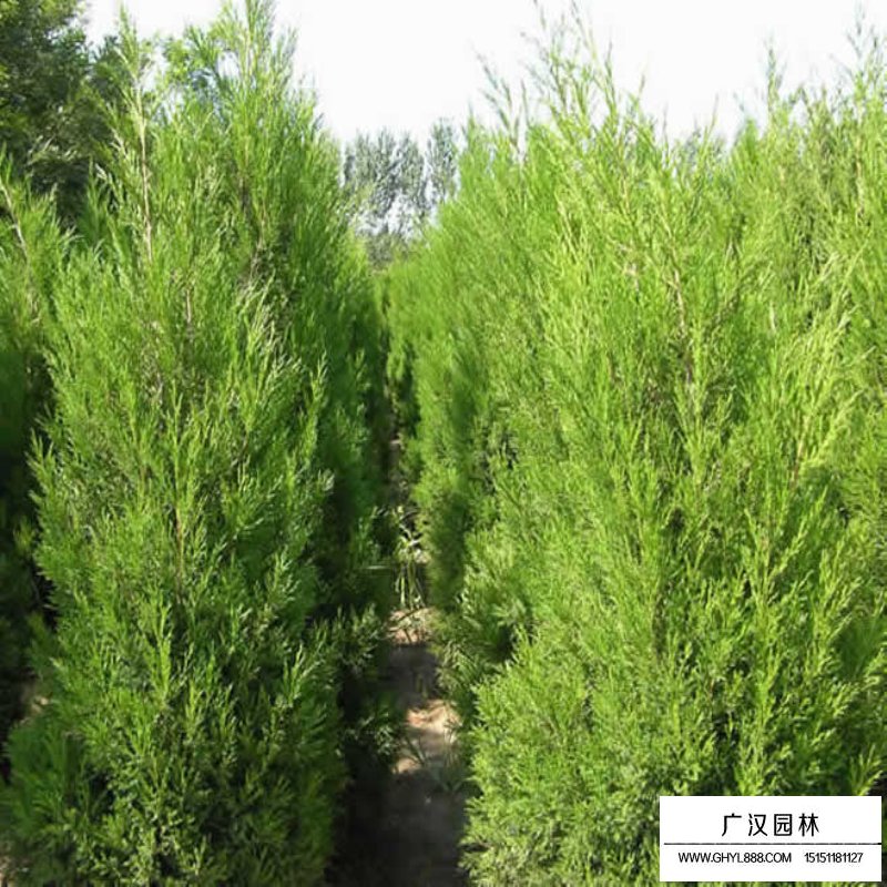 蜀檜產地
