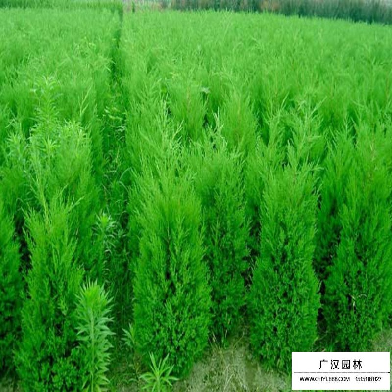 蜀檜產地