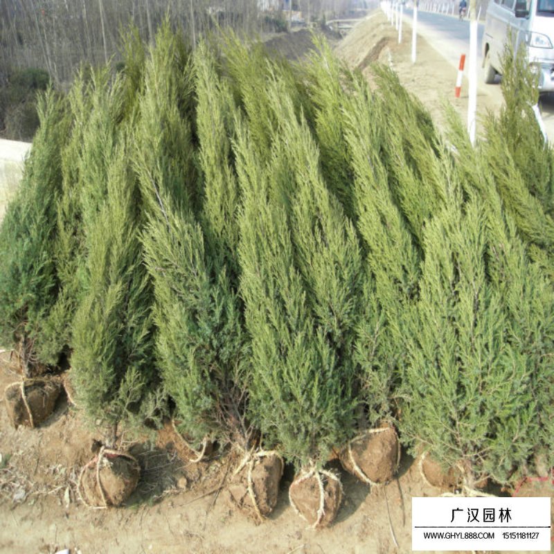 蜀檜產地
