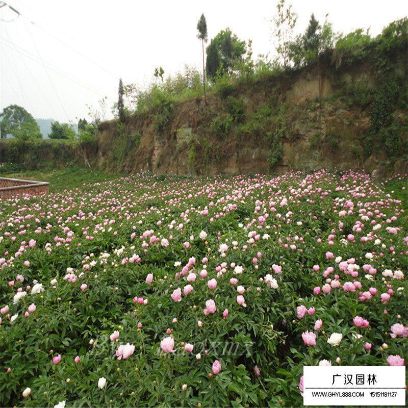 芍藥產地