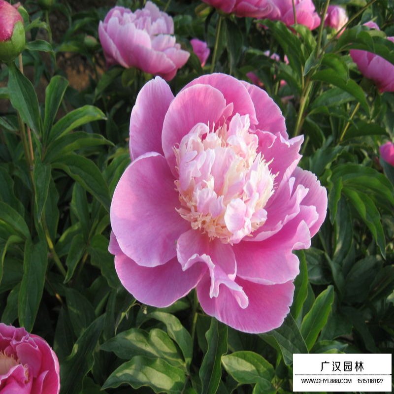 芍藥產地