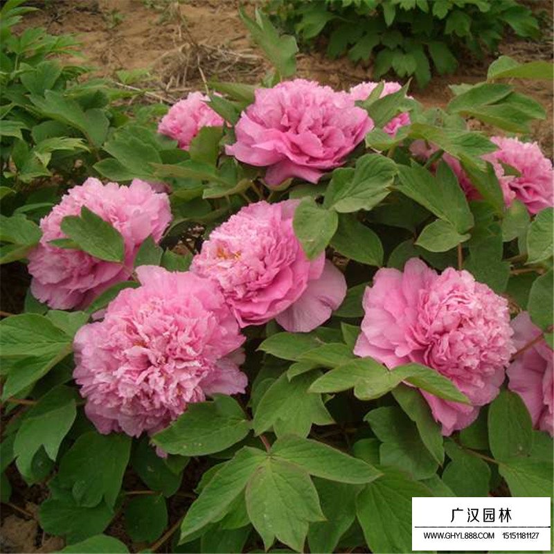 芍藥產地