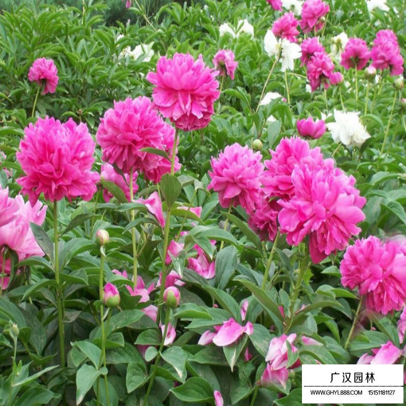 芍藥產地