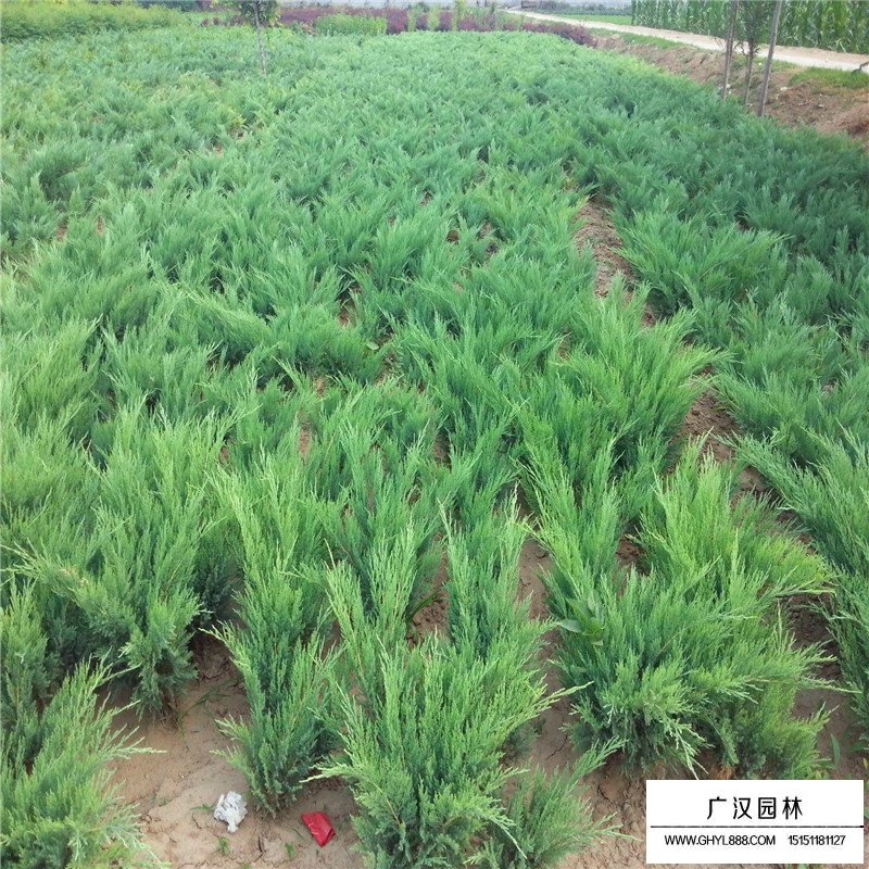 沙地柏產地