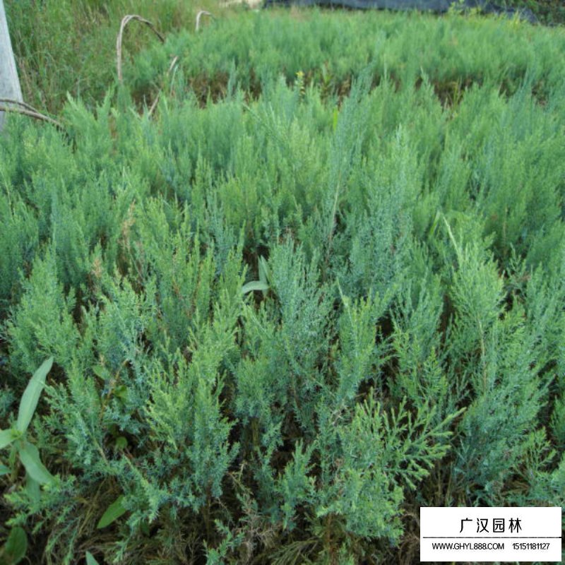 沙地柏產地