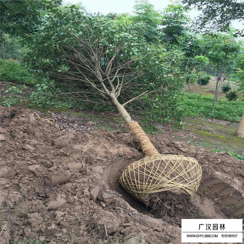 大葉女貞基地