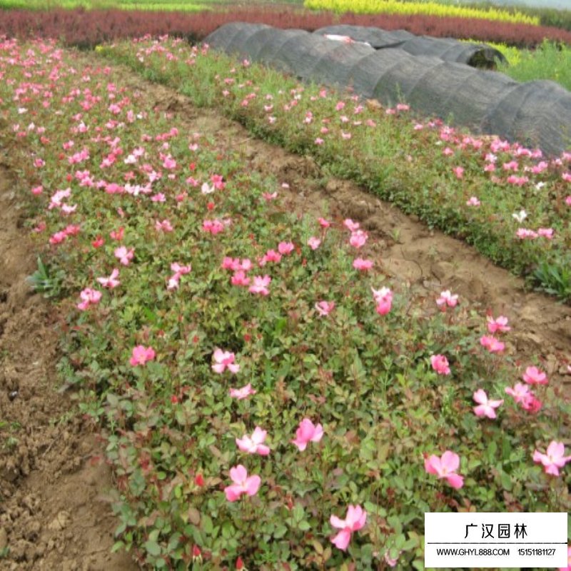 沭陽地被月季基地