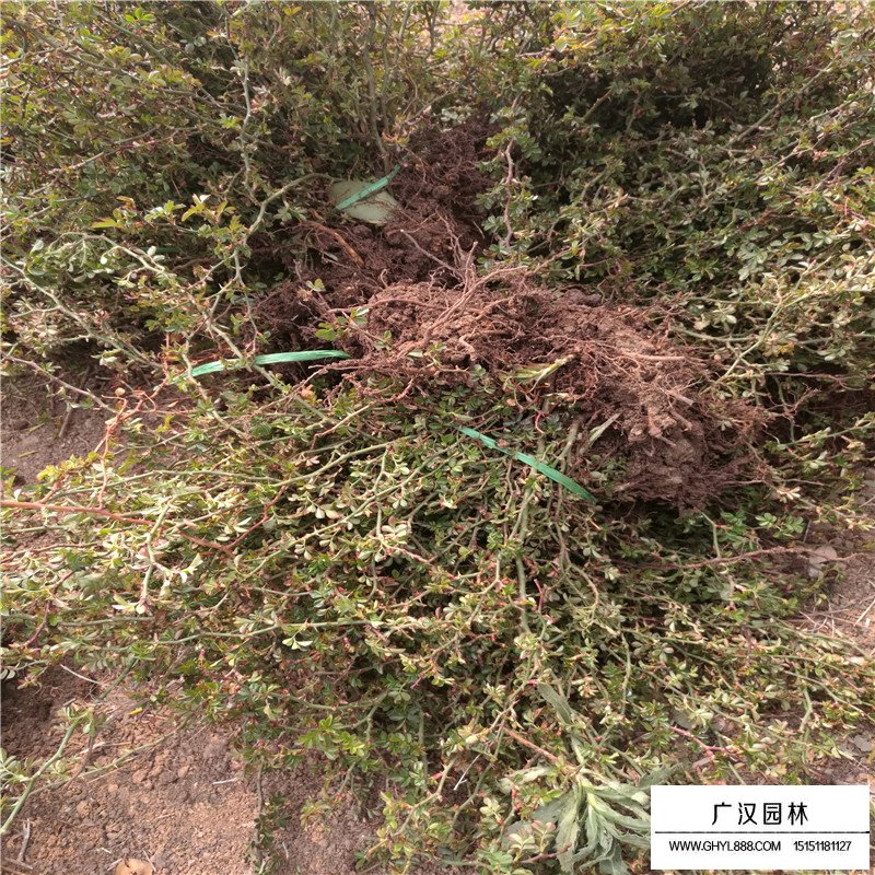 沭陽地被月季基地