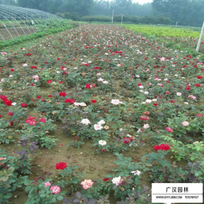 沭陽地被月季基地
