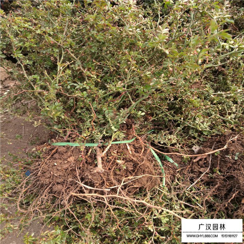 沭陽地被月季基地