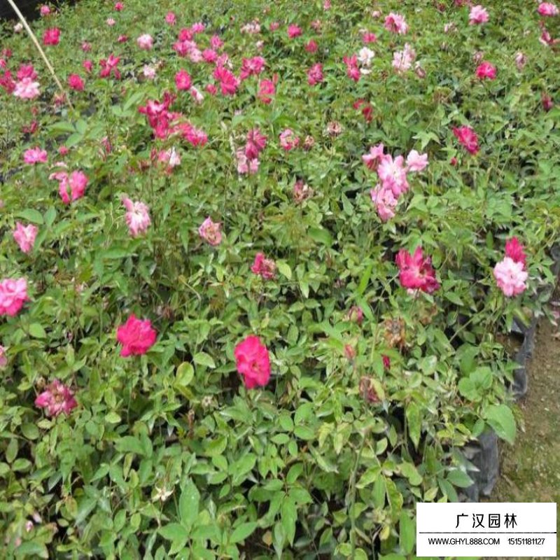 豐花月季基地