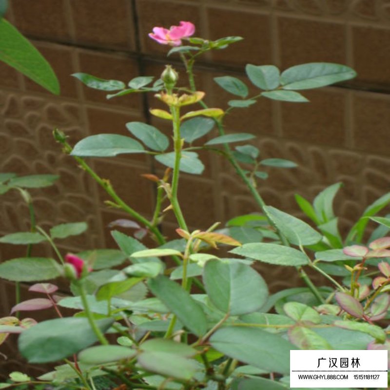 豐花月季基地