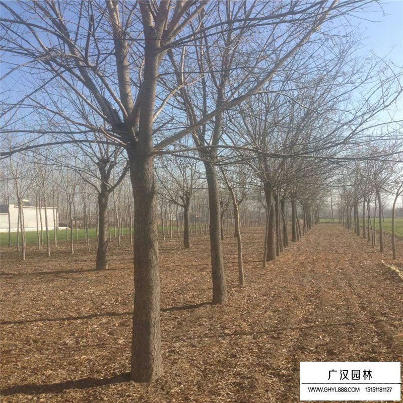 國槐樹沭陽基地