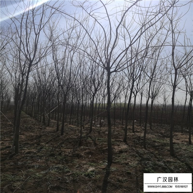 國槐樹沭陽基地