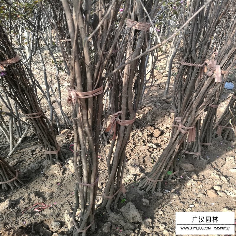 美國紫薇基地