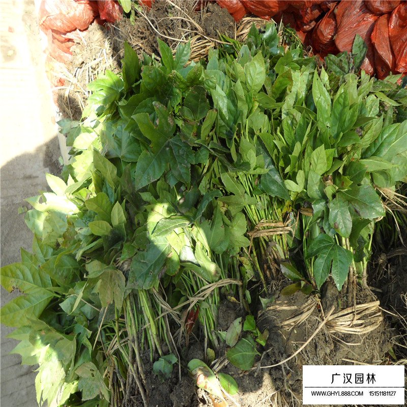 八角金盤基地